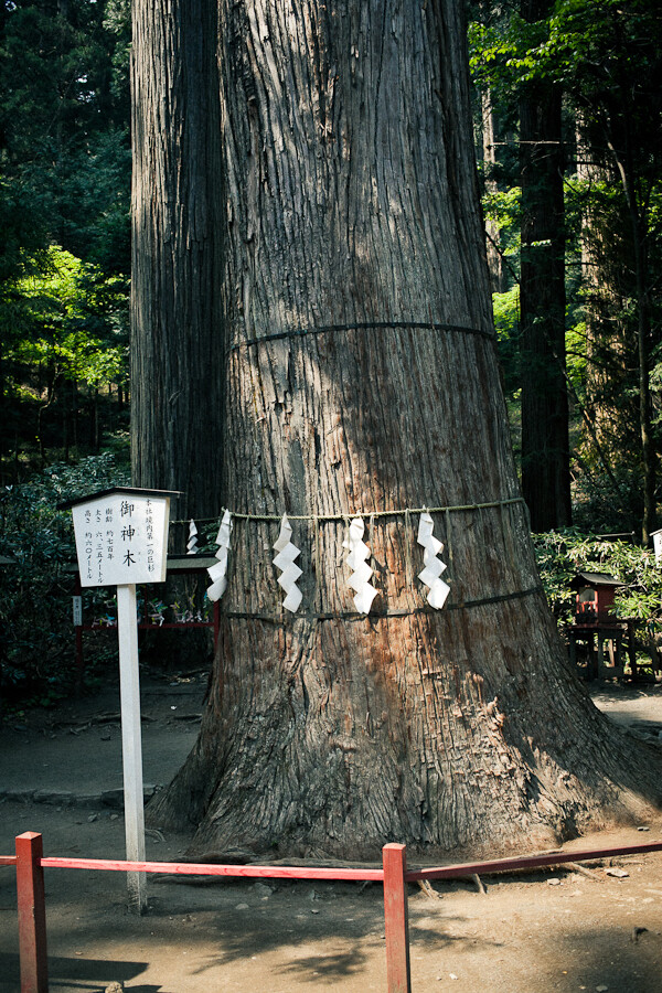 Jak Japończycy słuchają drzew? - Relacja między człowiekiem a drzewami w sztuce ukiyo-e i japońskiej kulturze.