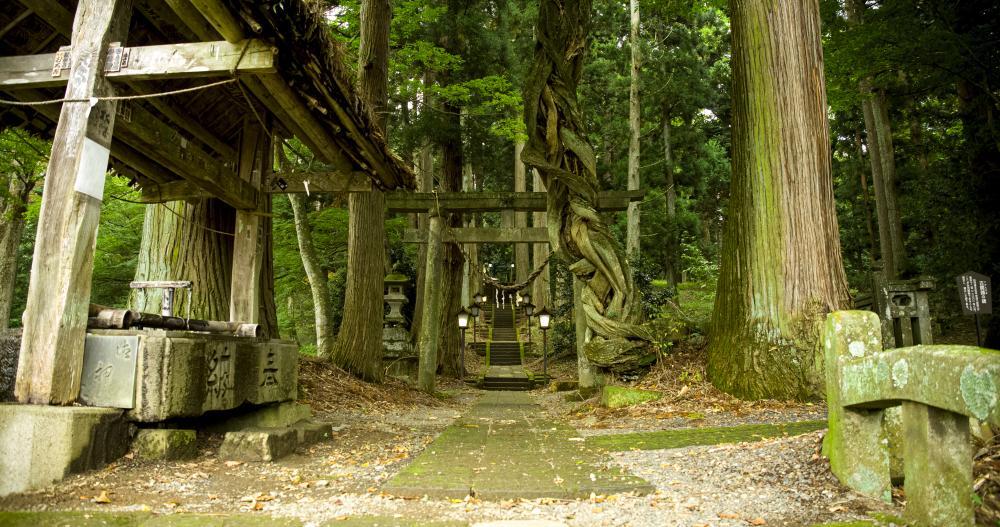 Wąska ścieżka, szeroki oddech. Na północ — w głąb kraju i siebie — z mistrzem Bashō „Oku no hosomichi” Matsuo Bashō jako opowieść o zmęczeniu rolami i o tym, co robi z człowiekiem droga: od Edo po północ Japonii, z haibun i hokku w tle. Esej o zachwycie, dyscyplinie marszu i nietrwałości (mujō)