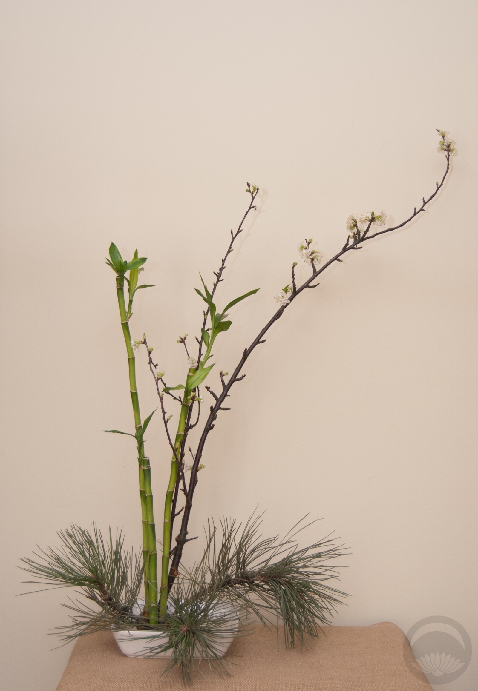 Shōchikubai i polska choinka: wytrwała zieleń pośród martwej bieli Sosna, bambus i śliwa: 松竹梅 (shōchikubai). Esej o symbolice „Trzech Przyjaciół Zimy”, kadomatsu oraz japońskiej sztuce wytrwałości.