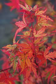 ukiyo-japn.pl - Shojo - pijany yokai z czarką sake Z japońskiej mitologii: Shōjō, czyli o yokaiu, który nie rozstawał się z sake - jaka jest jego historia oraz przesłanie?