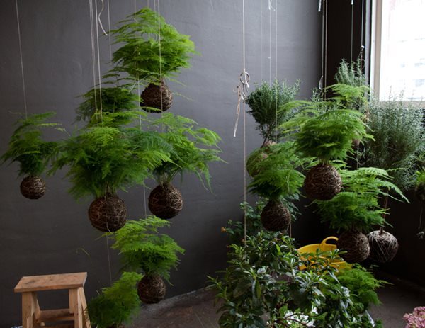 Kokedama – A Tiny Moss Planet That Brings the Forest into Our Concrete Homes The Japanese Art of Moss Balls – Kokedama: How to Bring a Touch of Forest, a Bit of Zen, and a Hint of Japanese Subtlety into Your Home?