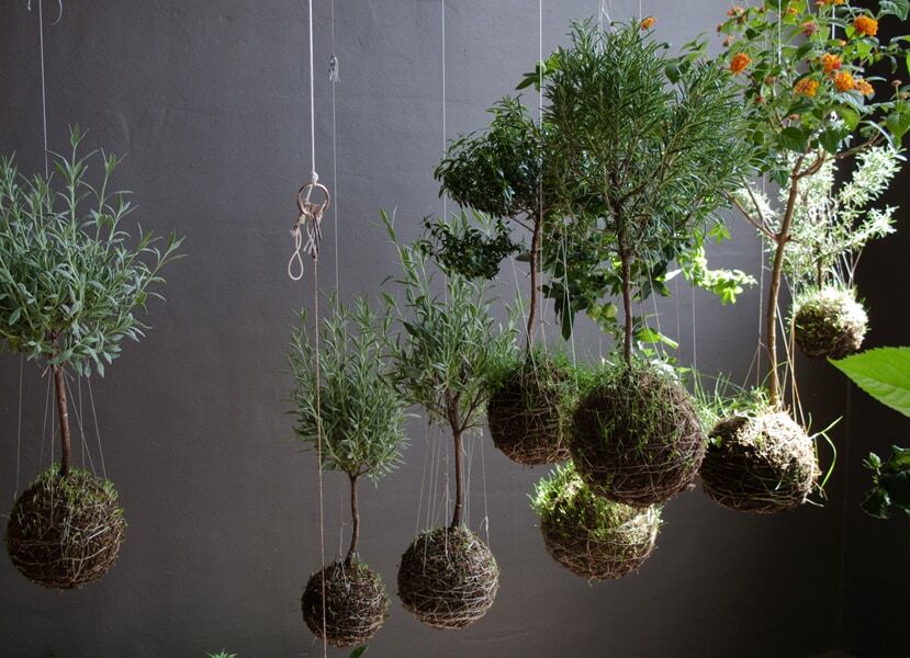 Kokedama – A Tiny Moss Planet That Brings the Forest into Our Concrete Homes The Japanese Art of Moss Balls – Kokedama: How to Bring a Touch of Forest, a Bit of Zen, and a Hint of Japanese Subtlety into Your Home?