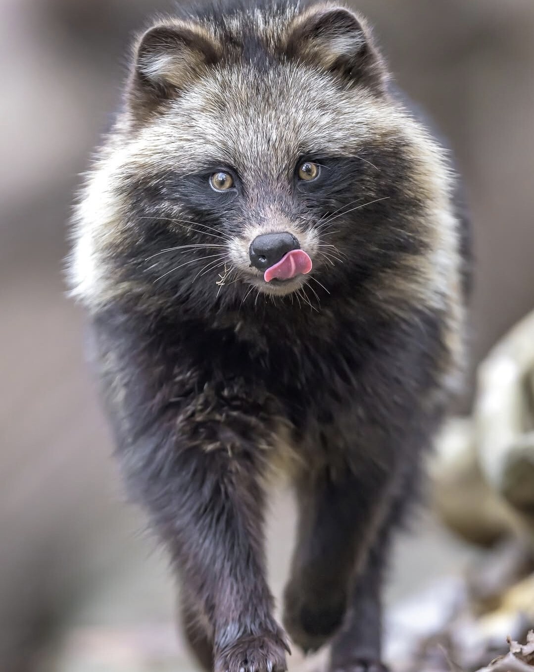 Tanuki, co sakiewką majta – jak tego nicponia widzieli japońscy drzeworytnicy? Motyw tanukiego w sztuce ukiyo-e - na tyle poważnie, na ile temat pozwoli