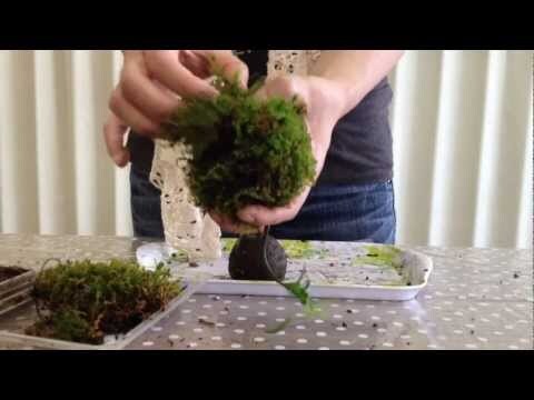 Kokedama – A Tiny Moss Planet That Brings the Forest into Our Concrete Homes The Japanese Art of Moss Balls – Kokedama: How to Bring a Touch of Forest, a Bit of Zen, and a Hint of Japanese Subtlety into Your Home?