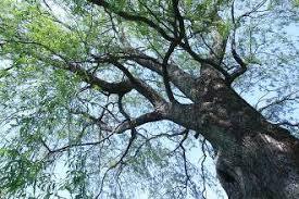 Wiersz zamiast klimatyzacji – dawne japońskie sposoby na upał: słowo, dźwięk, barwa Szklany dzwonek, złota rybka, skrobany lód i jeden wiersz. Jak dawna Japonia komponowała chłód z dźwięku, barwy i słowa, zanim wynaleziono klimatyzację.