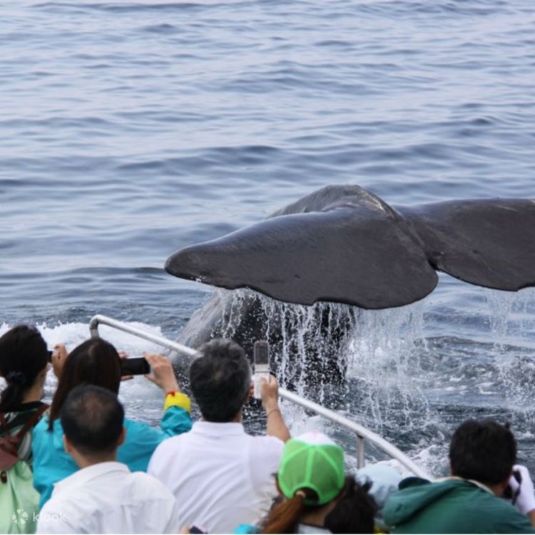 Whale watching na Hokkaido Artykuł o japońskim wielorybnictwie we współczesnej Japonii i komentarz aktywistki Junko Sakuma.