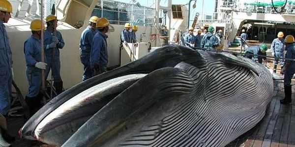 Wieloryb na japońskim statku Artykuł o japońskim wielorybnictwie we współczesnej Japonii i komentarz aktywistki Junko Sakuma.