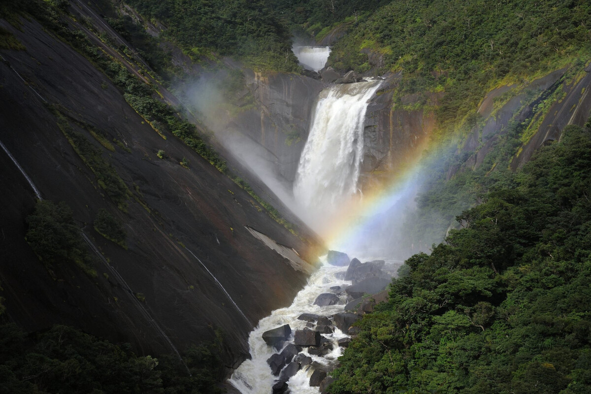Jak Japończycy słuchają drzew? - Relacja między człowiekiem a drzewami w sztuce ukiyo-e i japońskiej kulturze.