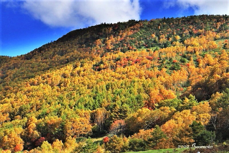 Słownik zachwytów – 15 japońskich słów na drobne chwile, które warto zapamiętać Japoński język pełen jest słów dla chwil, które łatwo przeoczyć. 15 nazw drobnych cudów natury, które pozwalają widzieć więcej.