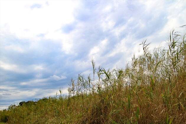 The Tragedy of Izanami and the Fury of Izanagi in the Land of Decay – In Japanese Creation Myths, Death Always Wins Japanese Creation Myth about Izanagi, Izanami and the land of Yomi.