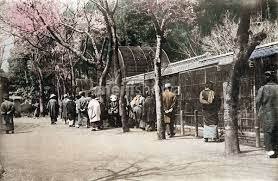 ukiyo-japn.pl - Shojo - pijany yokai z czarką sake Z japońskiej mitologii: Shōjō, czyli o yokaiu, który nie rozstawał się z sake - jaka jest jego historia oraz przesłanie?