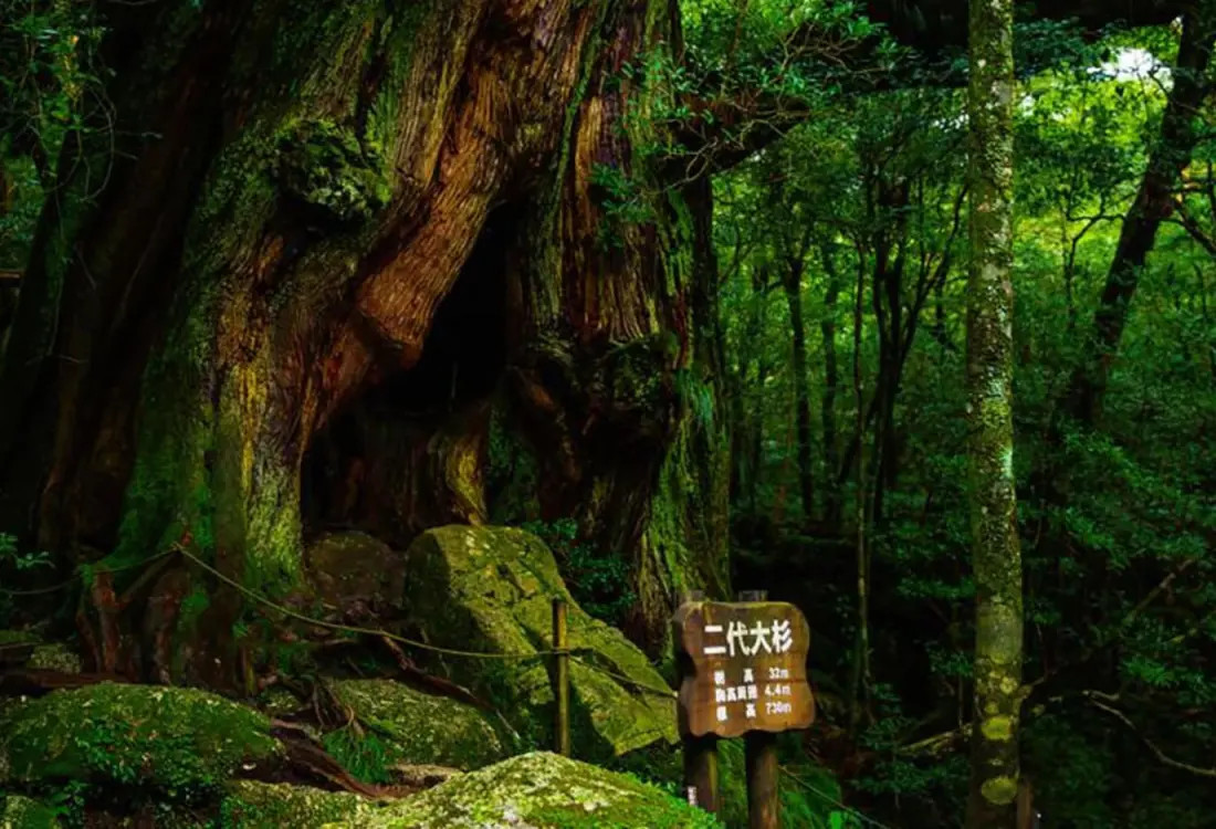 Zdjęcie z lasów Yakushimy, Japonia. Artykuł o japońskiej wyspie Yakushima, gdzie odnajdziemy pradawną naturę Japonii, inspirację anime "Księżniczka Mononoke" (Mononoke Hime( Hayao Miyazakiego.