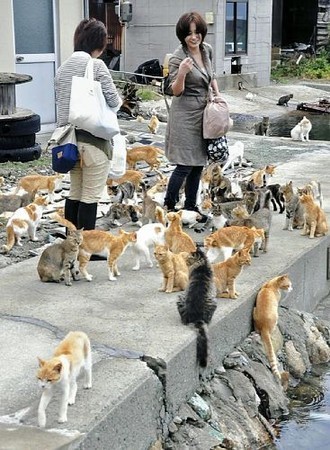 Cats and tourists in Tashirojima - Japanese island ruled by cats. Article about cat island in Japan - Tashirojima. Island where cat population largely outnumbers human population. Has its own neko jinja cat shrine and even so called "Manga Island" with cat-shaped houses. Cats in Japan.