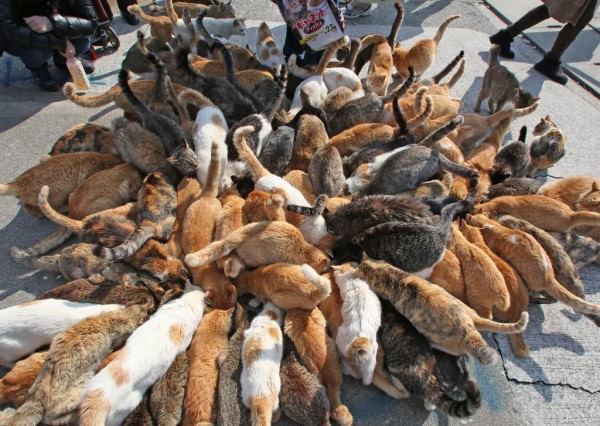 So many cats on the neko island of Tashirojima in Japan. Article about cat island in Japan - Tashirojima. Island where cat population largely outnumbers human population. Has its own neko jinja cat shrine and even so called "Manga Island" with cat-shaped houses. Cats in Japan.