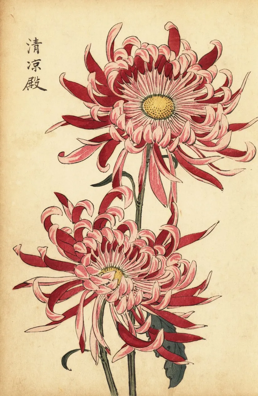 Chryzantema jest kwiatem cesarza w Japonii Japoński słownik kwiatów - jakie jest znaczenie i symbolika kwiatow takich, jak sakura, ume, hortensja, lilia, lotos itp. - Historia i kultura Japonii.