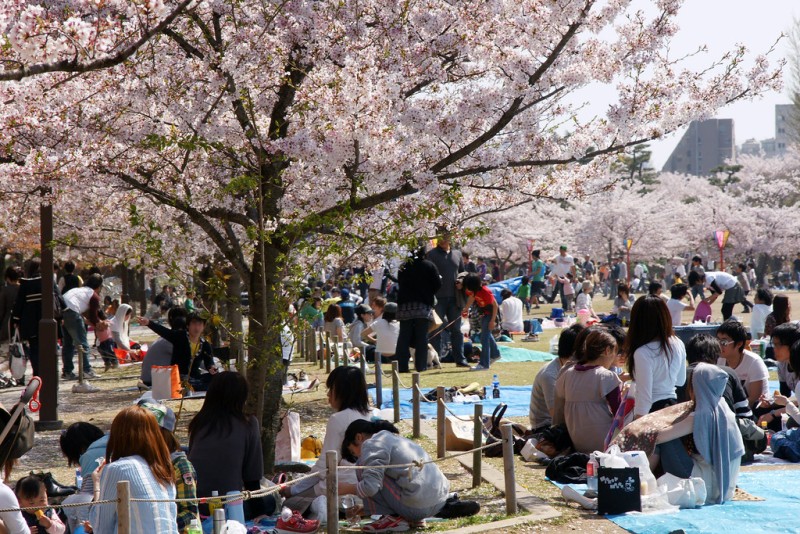 Hanami - zdjęcie z Japonii Japoński znak kanji 櫻 ("sakura") - czego możemy się nauczyć o japońskim spojrzeniu na świat ze znaku kanji na kwiat wiśni?