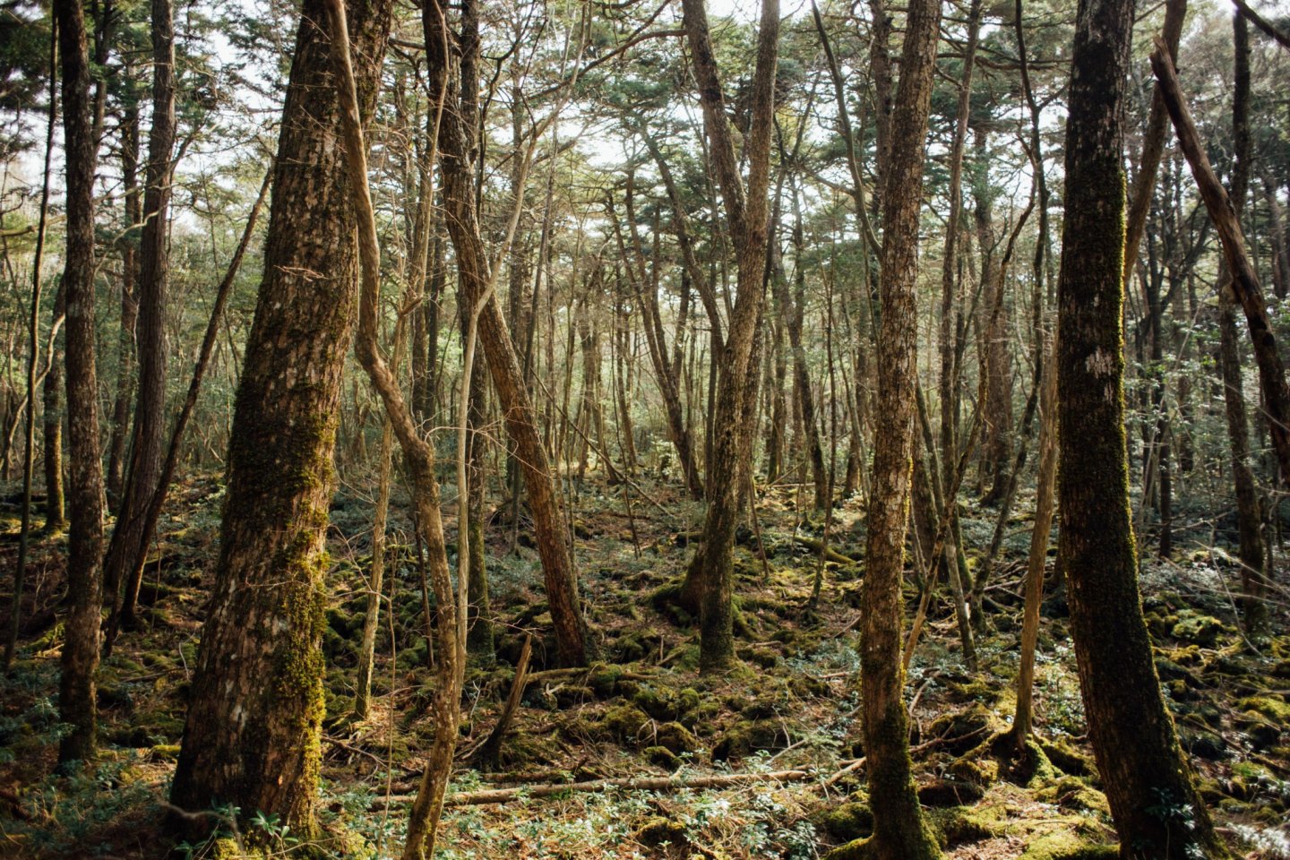 The Suicide Forest of Japan - Aokigahara. Article about Aokigahara (Jukai) - the Suicide Forest in Japan. Japanese social problems such as high suicide ratio and countermeasures. The Suicide Forest of Aokigahara vs Japanese mythology and youkai demons from shinto beliefs.