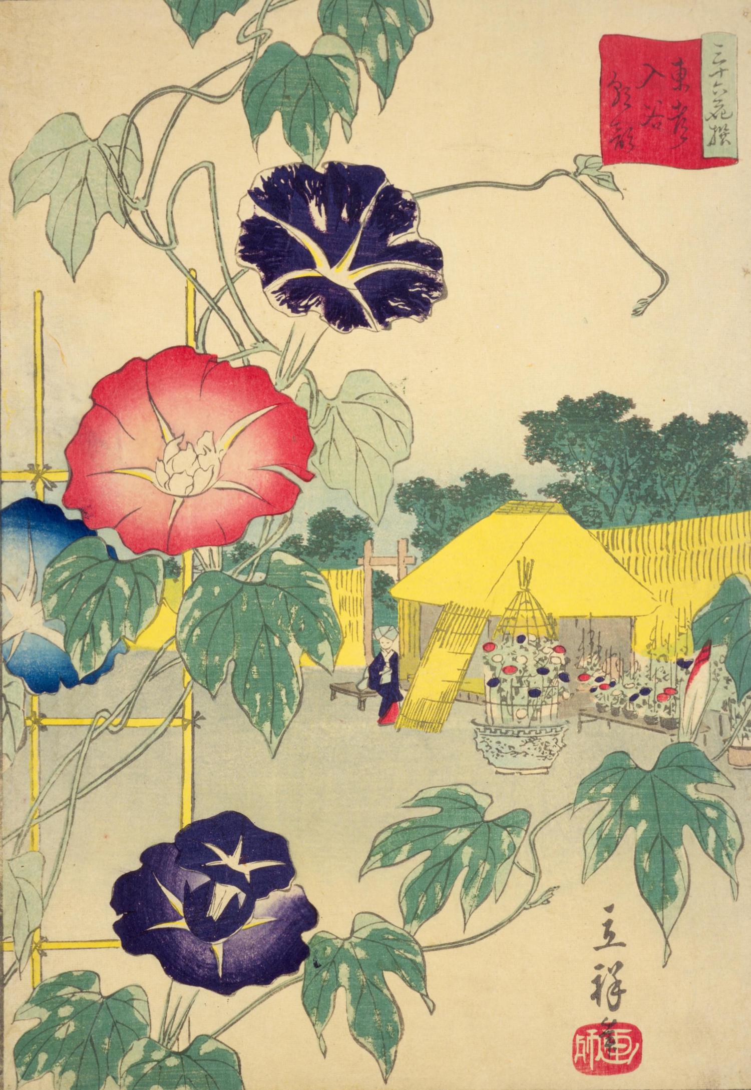 Japoński kwiat asagao, cyzli powój Japoński słownik kwiatów - jakie jest znaczenie i symbolika kwiatow takich, jak sakura, ume, hortensja, lilia, lotos itp. - Historia i kultura Japonii.