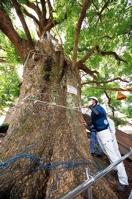 Hiroshima tree with its kodama, Japan. Article about Kodama - forest trees spirits and ghosts (youkai or kami) from Japanese mythology and folklore, known also from "Mononoke Hime" by Hayao Miyazaki.