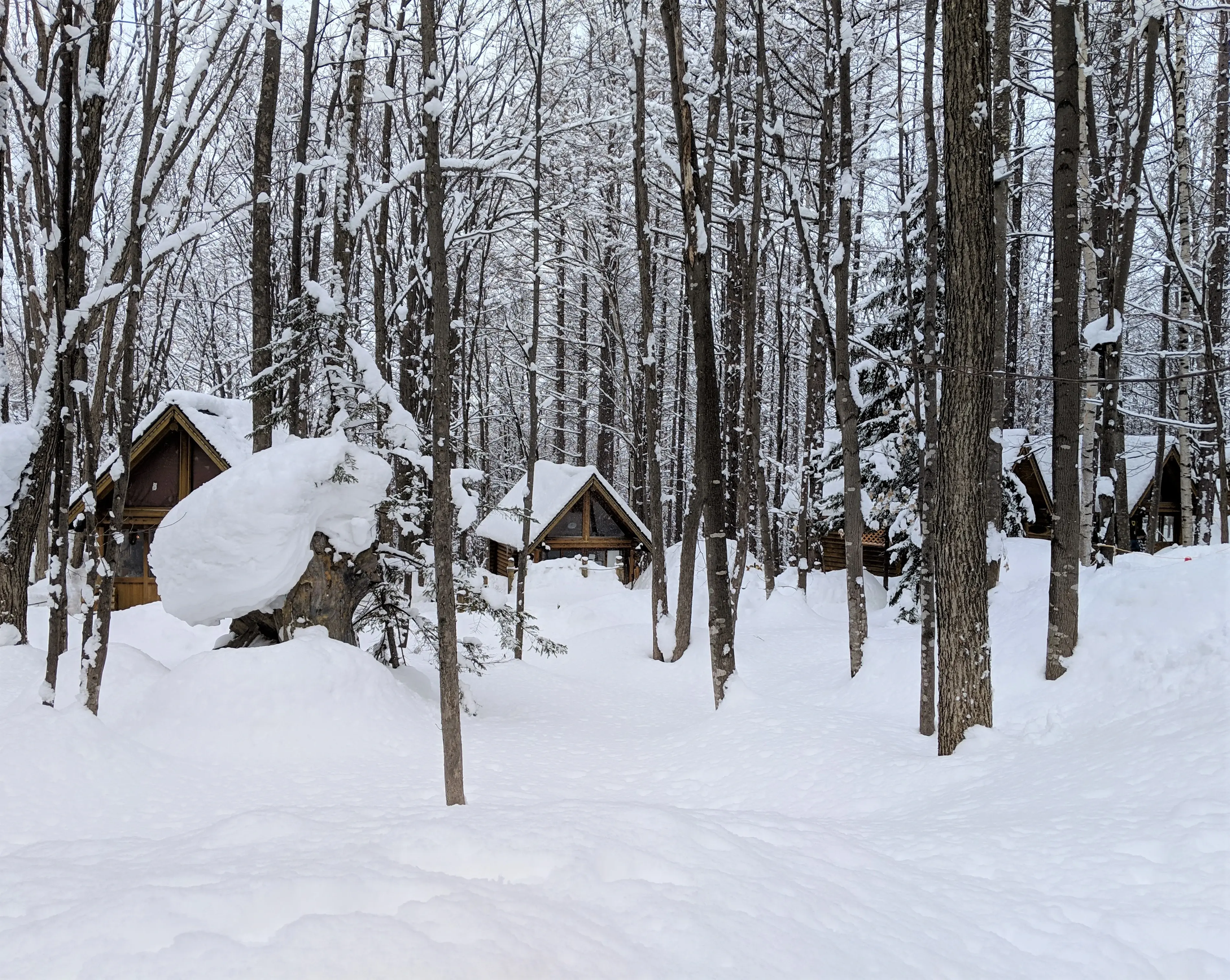 Snowy forest in Hokkaido, Japan, where Yukigassen originated. Article about Japanese proffessional sport of snaball fight: Yukigassen originating from Sobetsu on Hokkaido, Japan.