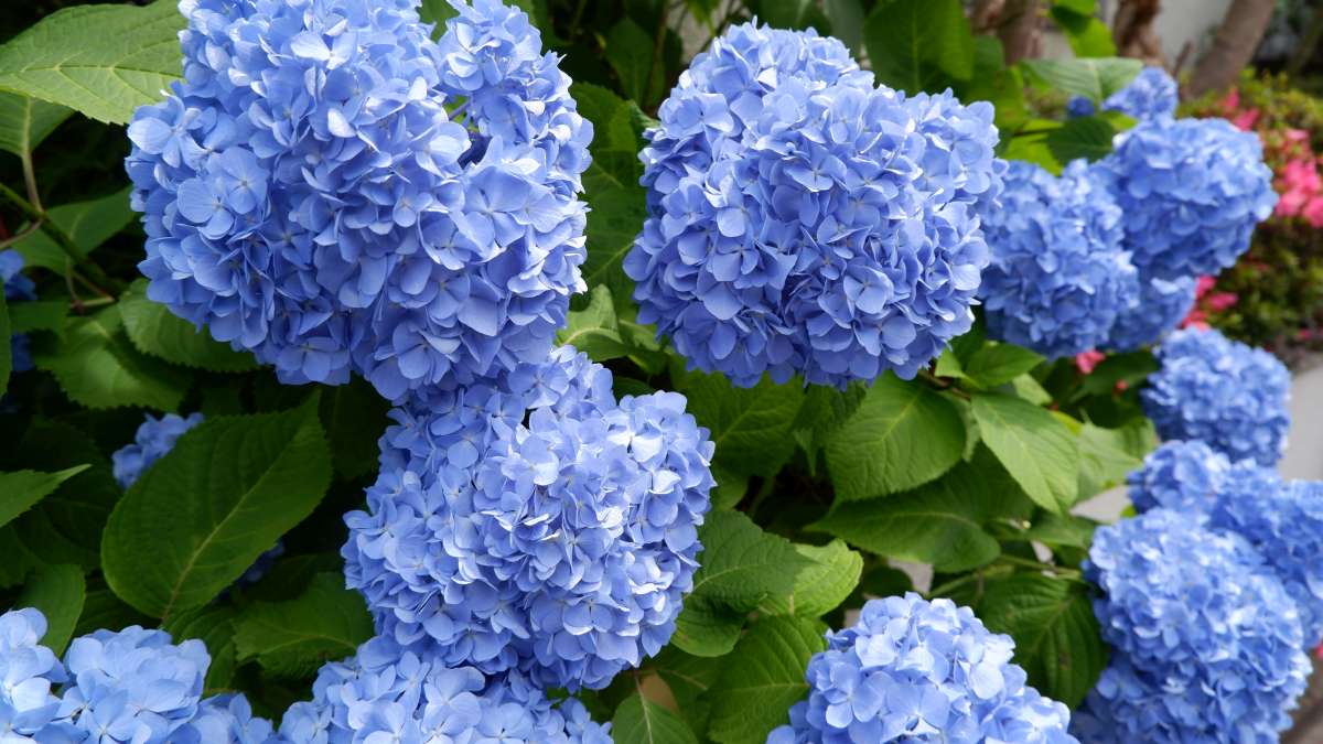 Hortensja po japońsku to Ajisai Artykuł o historii, znaczeniu i symbolice hortensji (kwiatu Ajisai) w japońskiej kulturze i sztuce.