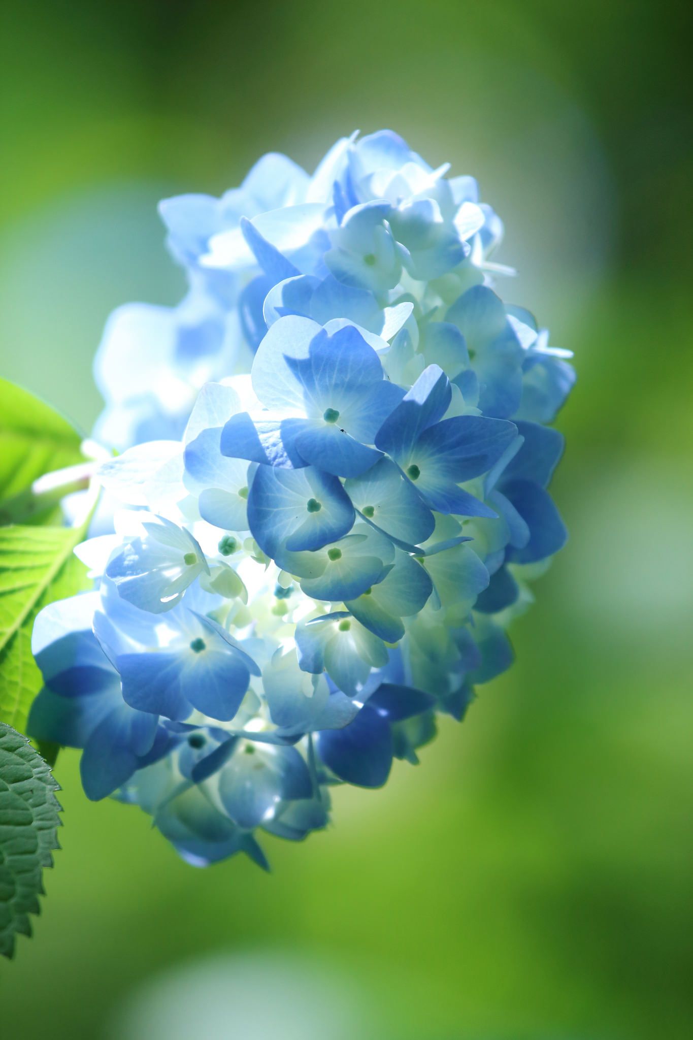 Hortensja po japońsku to ajisai. Artykuł o historii, znaczeniu i symbolice hortensji (kwiatu Ajisai) w japońskiej kulturze i sztuce.