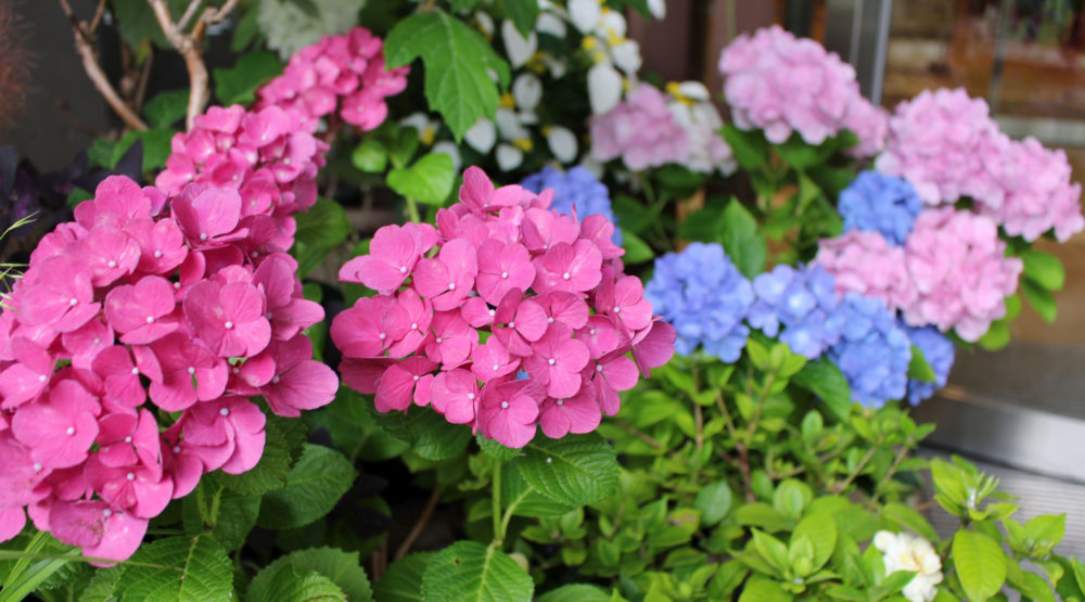 Japoński kwiat hortensji po japońsku nazywa się Ajisai. Artykuł o historii, znaczeniu i symbolice hortensji (kwiatu Ajisai) w japońskiej kulturze i sztuce.