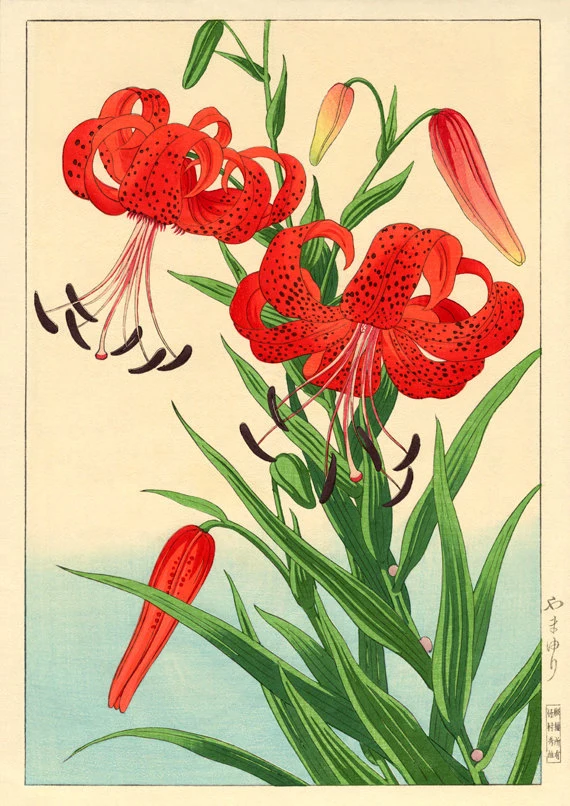 Yuri - czyli lilia w Japonii Japoński słownik kwiatów - jakie jest znaczenie i symbolika kwiatow takich, jak sakura, ume, hortensja, lilia, lotos itp. - Historia i kultura Japonii.