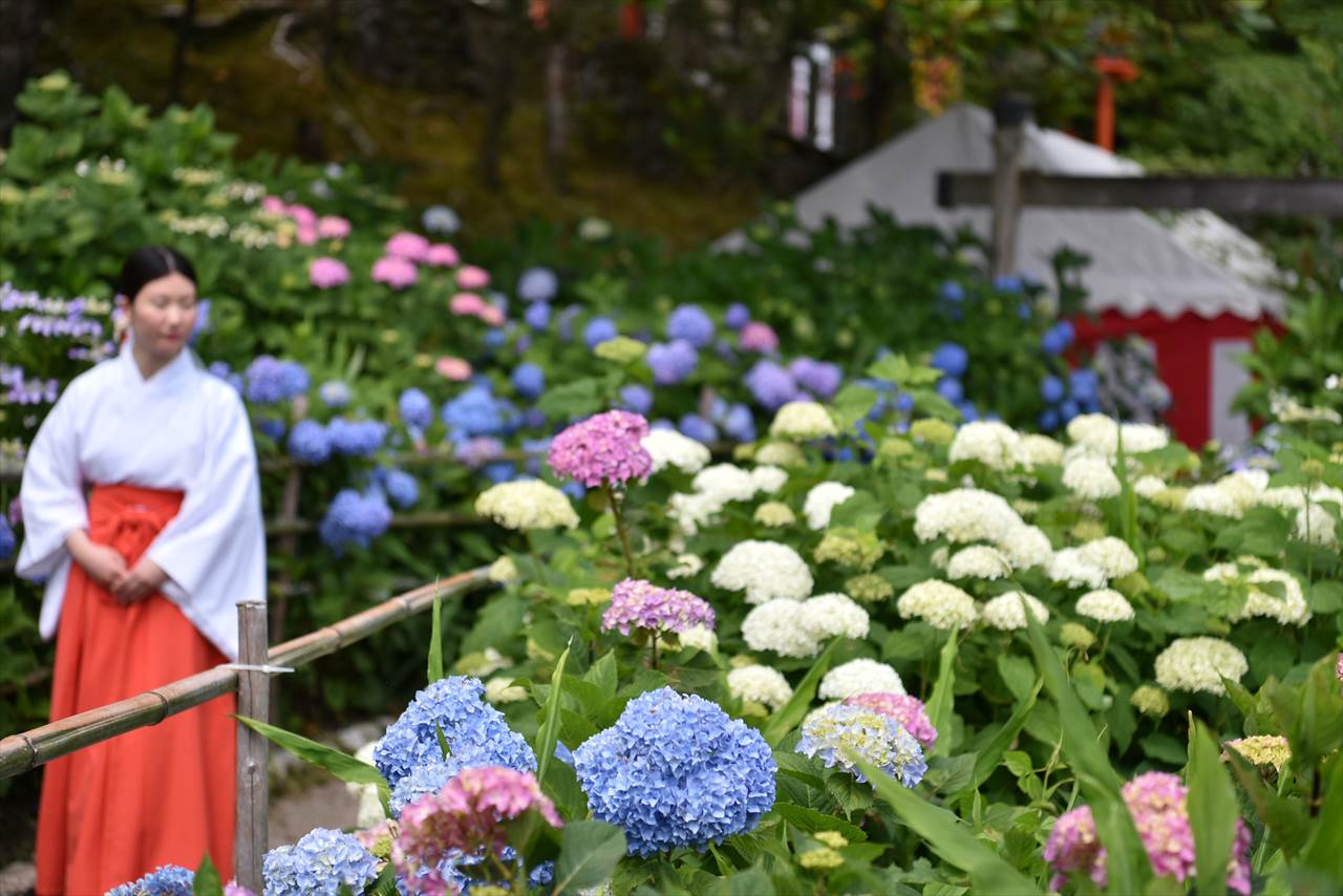 Festiwal ajisai matsuri w Japonii. (święto hortensji) Artykuł o historii, znaczeniu i symbolice hortensji (kwiatu Ajisai) w japońskiej kulturze i sztuce.
