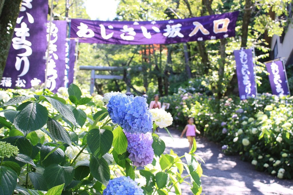 meigetsu-in - japoński festiwal hortensji (ajisai) Artykuł o historii, znaczeniu i symbolice hortensji (kwiatu Ajisai) w japońskiej kulturze i sztuce.