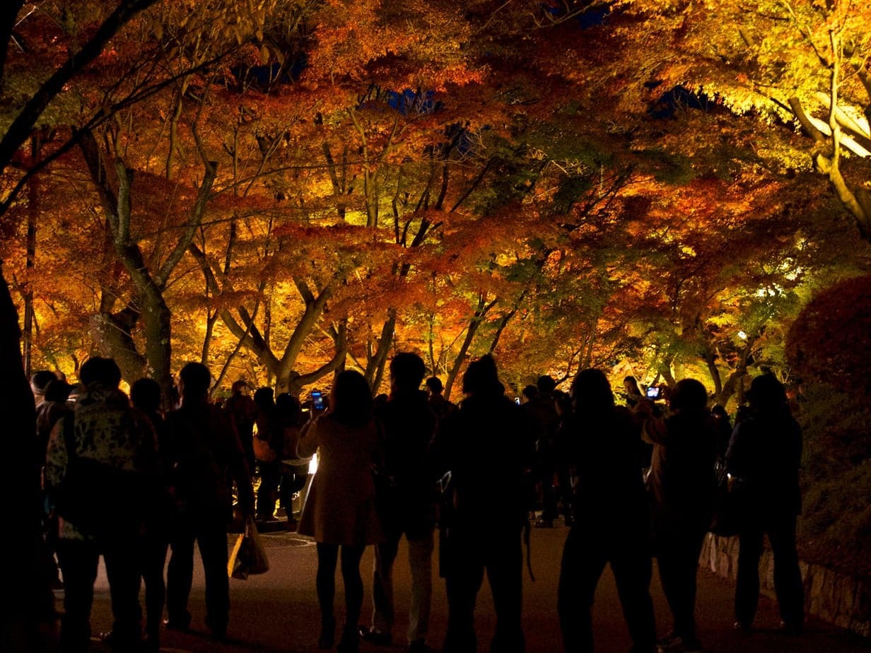 Polując na czas. Jesienne spacery momijigari jako lekcja japońskiej uważności. Momijigari to jesienne spacery wśród barwnych klonów, łączące tradycję, uważność i świadomość przemijania. O japońskim „polowaniu na czas”.