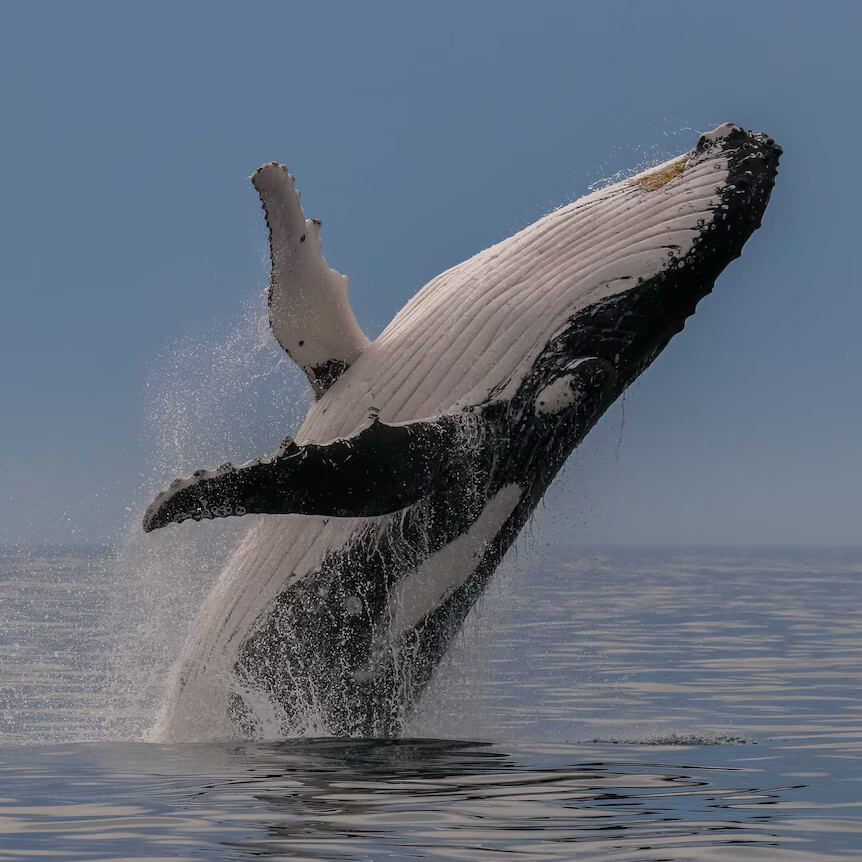 Wieloryb ponad taflą wody Artykuł o japońskim wielorybnictwie we współczesnej Japonii i komentarz aktywistki Junko Sakuma.
