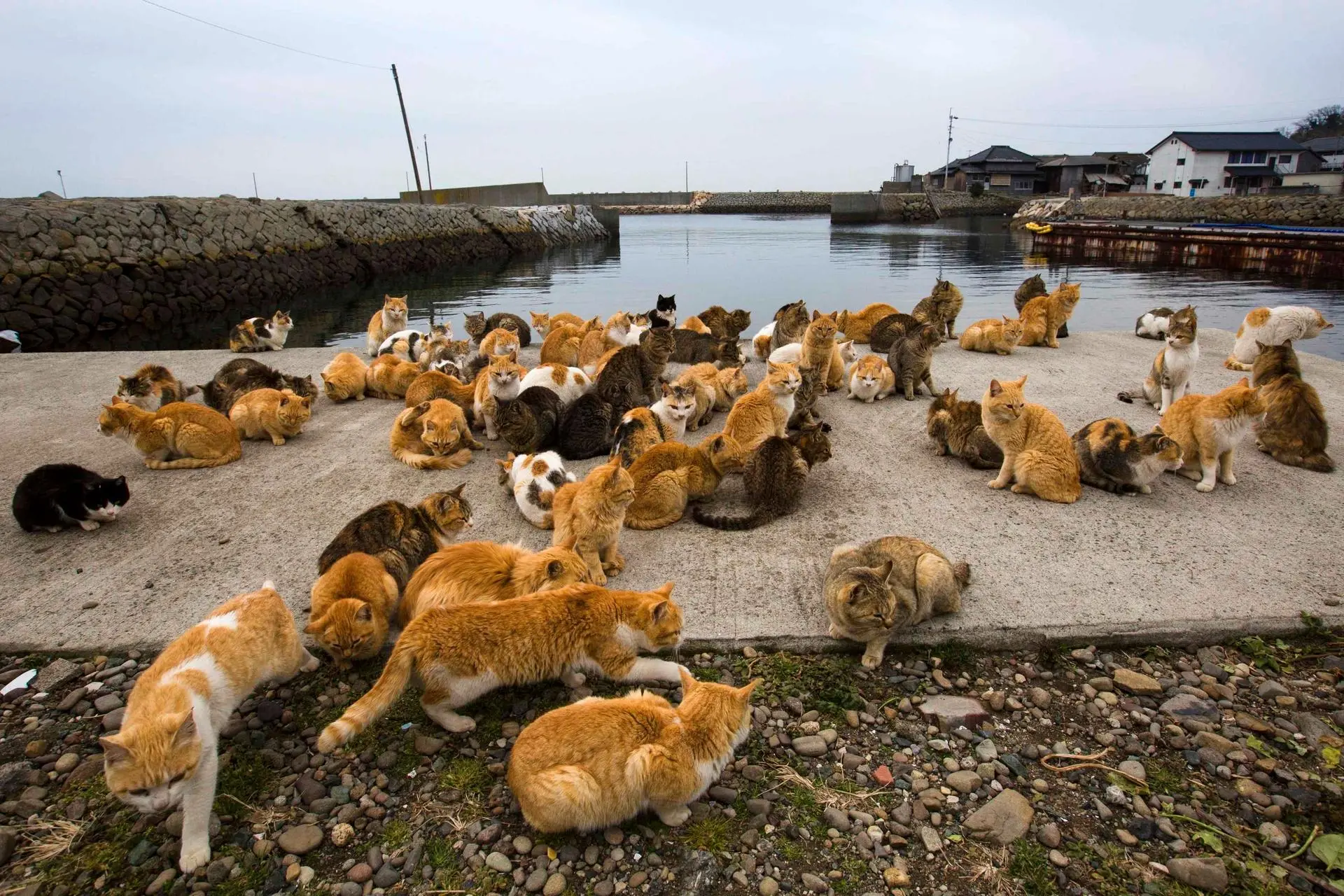 Numerous cats on the port area in Tashirojima island of cats in Japan. Article about cat island in Japan - Tashirojima. Island where cat population largely outnumbers human population. Has its own neko jinja cat shrine and even so called "Manga Island" with cat-shaped houses. Cats in Japan.