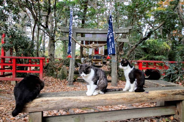 Cats on guard of the entrance to the Neko Jinja (Cat Shrine) on Tashirojima - the Cat Island of Japan. Article about cat island in Japan - Tashirojima. Island where cat population largely outnumbers human population. Has its own neko jinja cat shrine and even so called "Manga Island" with cat-shaped houses. Cats in Japan.