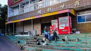 Cats everywhere on the streets of Tashirojima - the Cat Island of Japan. Article about cat island in Japan - Tashirojima. Island where cat population largely outnumbers human population. Has its own neko jinja cat shrine and even so called "Manga Island" with cat-shaped houses. Cats in Japan.