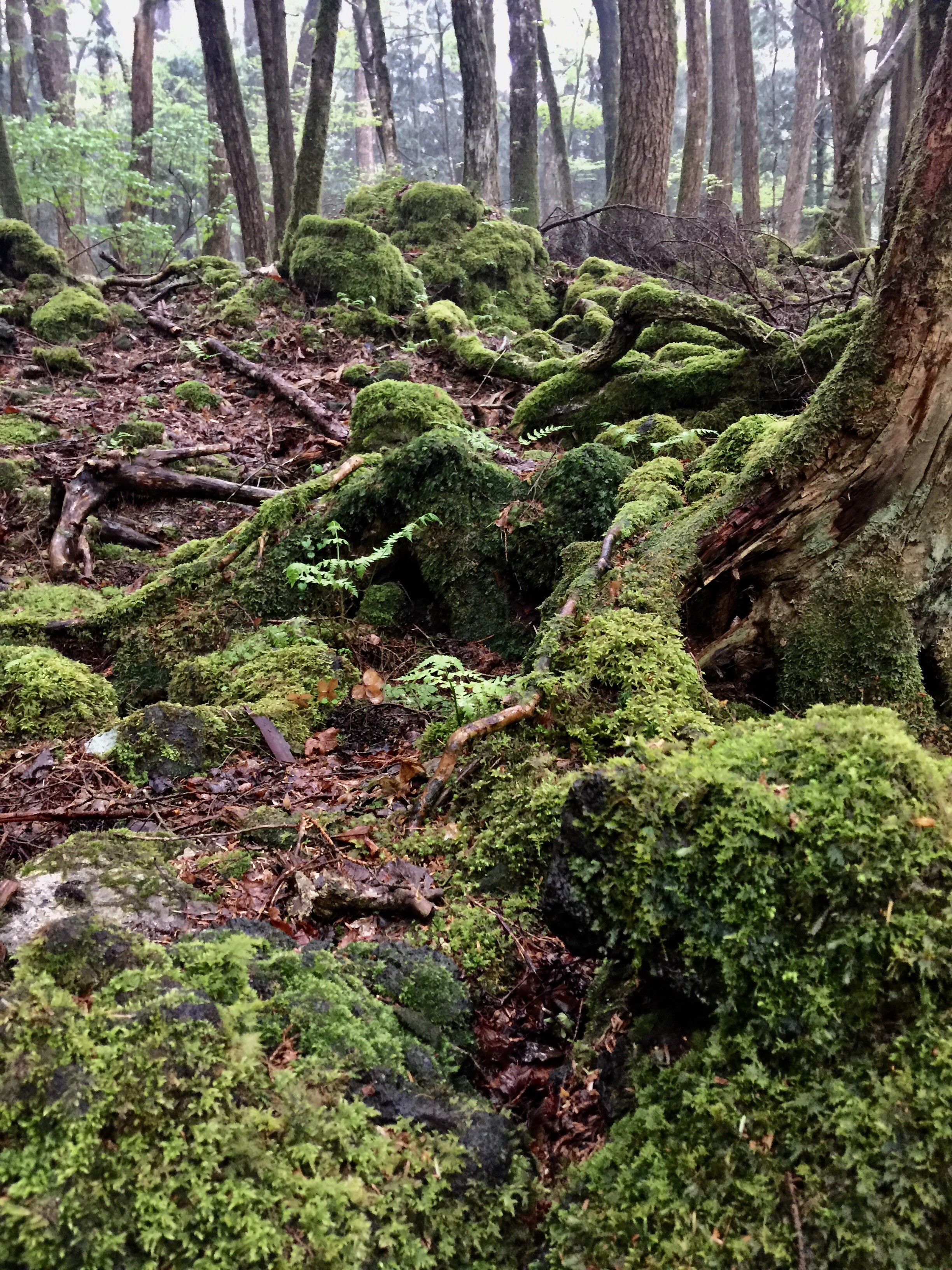 Inside the Suicide Forest of Aokigahara in Japan. Article about Aokigahara (Jukai) - the Suicide Forest in Japan. Japanese social problems such as high suicide ratio and countermeasures. The Suicide Forest of Aokigahara vs Japanese mythology and youkai demons from shinto beliefs.