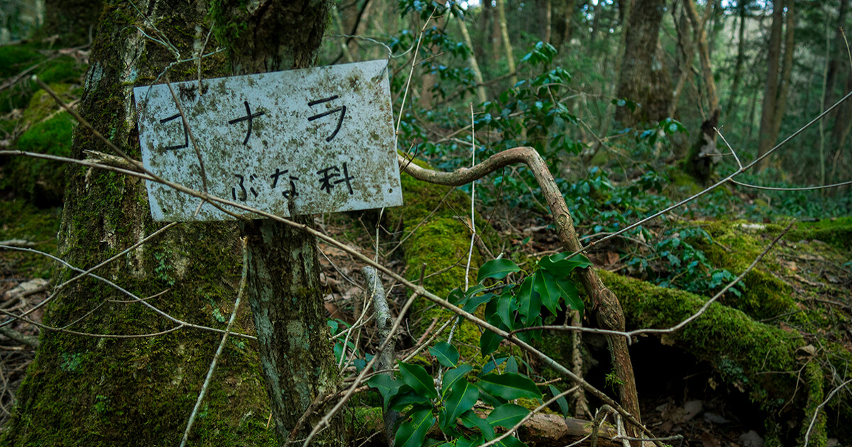 Warning plate inside the Suicide Forest of Jukai (Aokigahara), the so called Suicide Forest. Article about Aokigahara (Jukai) - the Suicide Forest in Japan. Japanese social problems such as high suicide ratio and countermeasures. The Suicide Forest of Aokigahara vs Japanese mythology and youkai demons from shinto beliefs.