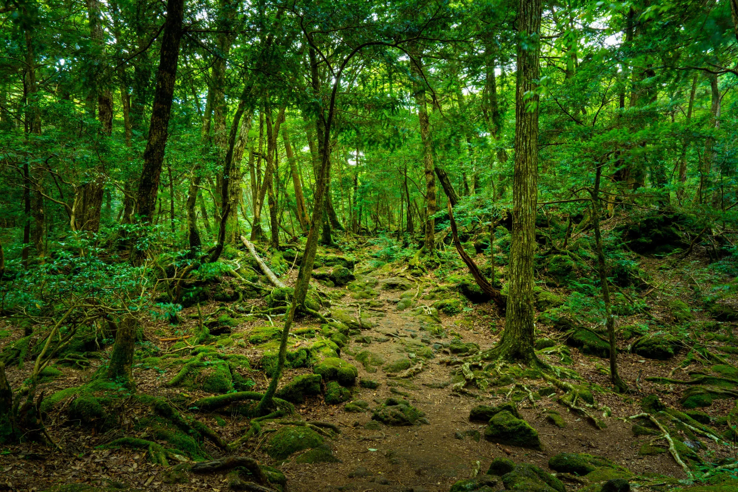 Photo of the Japanese Suicide Forest of Aokigahara (Jukai) Article about Aokigahara (Jukai) - the Suicide Forest in Japan. Japanese social problems such as high suicide ratio and countermeasures. The Suicide Forest of Aokigahara vs Japanese mythology and youkai demons from shinto beliefs.