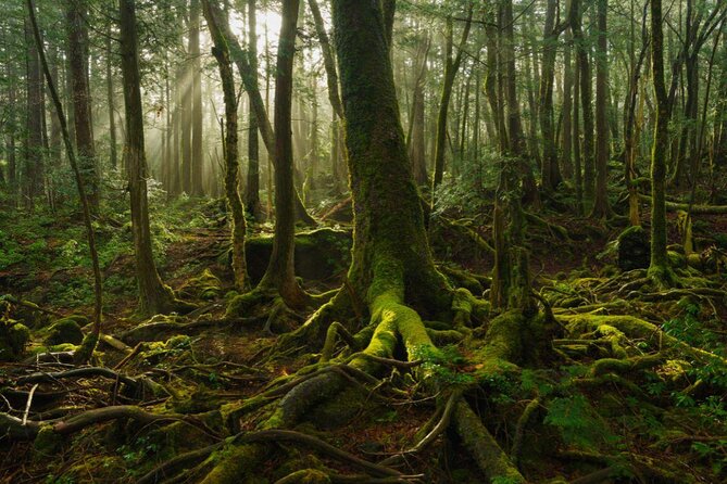 Another photo of the Japanese Suicide Forest of Aokigahara. Article about Aokigahara (Jukai) - the Suicide Forest in Japan. Japanese social problems such as high suicide ratio and countermeasures. The Suicide Forest of Aokigahara vs Japanese mythology and youkai demons from shinto beliefs.