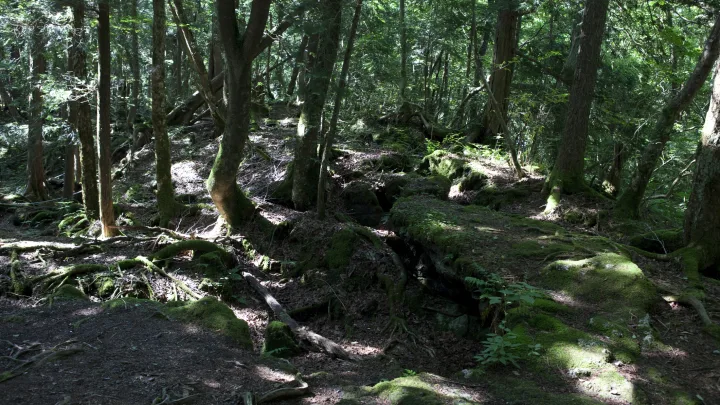 Photo from the Suicide Forest of Aokigahara, Japan. Article about Aokigahara (Jukai) - the Suicide Forest in Japan. Japanese social problems such as high suicide ratio and countermeasures. The Suicide Forest of Aokigahara vs Japanese mythology and youkai demons from shinto beliefs.