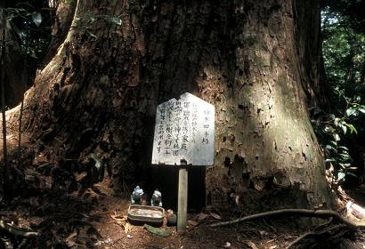 Shintoistic ceremonies and rituals honor trees and their kodamas. Article about Kodama - forest trees spirits and ghosts (youkai or kami) from Japanese mythology and folklore, known also from "Mononoke Hime" by Hayao Miyazaki.