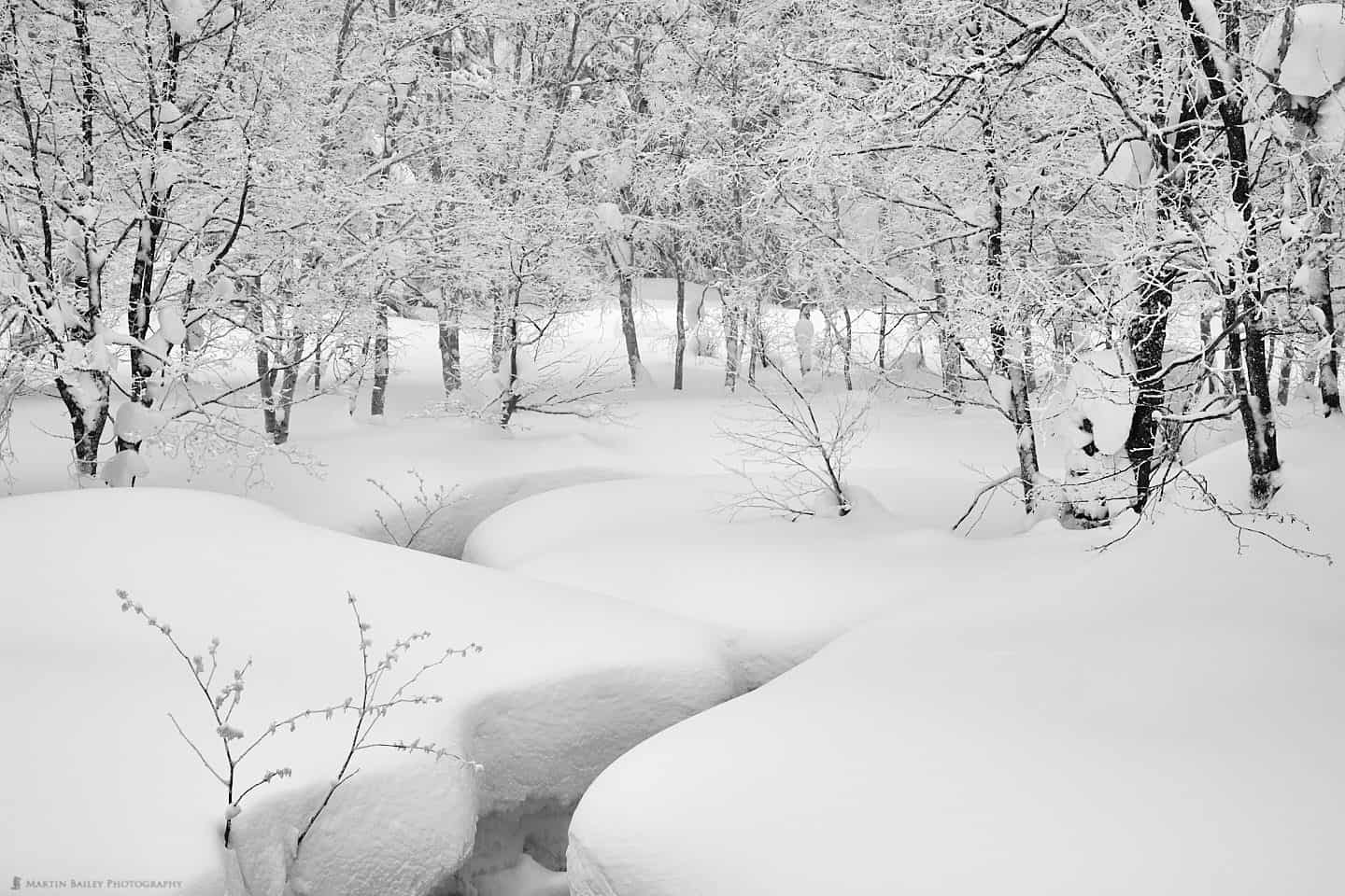Snowy forests of Northern Japan - Hokkaido, where Ainu people live. Essay about Polish researchers' role in reasearch of the Ainu people - Ainu living on Hokkaido and Sakhalin. Role of Bronislaw Pilsudski in early linguistic and cultural research of Ainu people of Northern Japan.