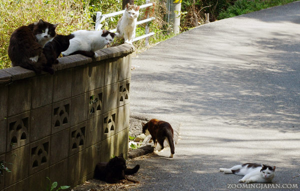 Cats waiting on the streets of Tashirojima, the Island of Cats in Japan. Article about cat island in Japan - Tashirojima. Island where cat population largely outnumbers human population. Has its own neko jinja cat shrine and even so called "Manga Island" with cat-shaped houses. Cats in Japan.
