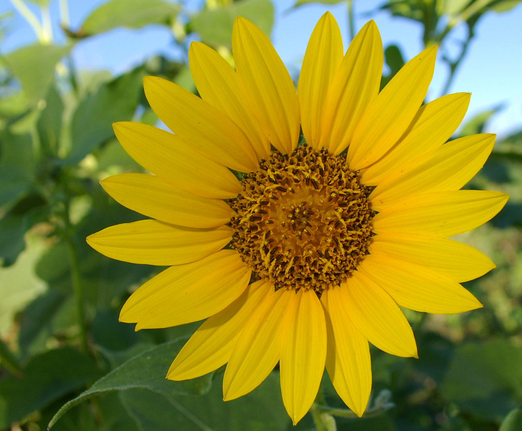 Słonecznik po japońsku to himawari Japoński słownik kwiatów - jakie jest znaczenie i symbolika kwiatow takich, jak sakura, ume, hortensja, lilia, lotos itp. - Historia i kultura Japonii.