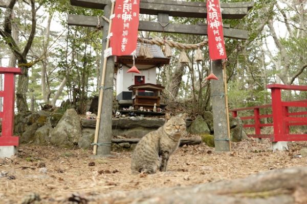 Cat standing guard in the entrance to the Neko Jinja (Cat Shrine) on Tashirojima - Japanese island of cats. Article about cat island in Japan - Tashirojima. Island where cat population largely outnumbers human population. Has its own neko jinja cat shrine and even so called "Manga Island" with cat-shaped houses. Cats in Japan.