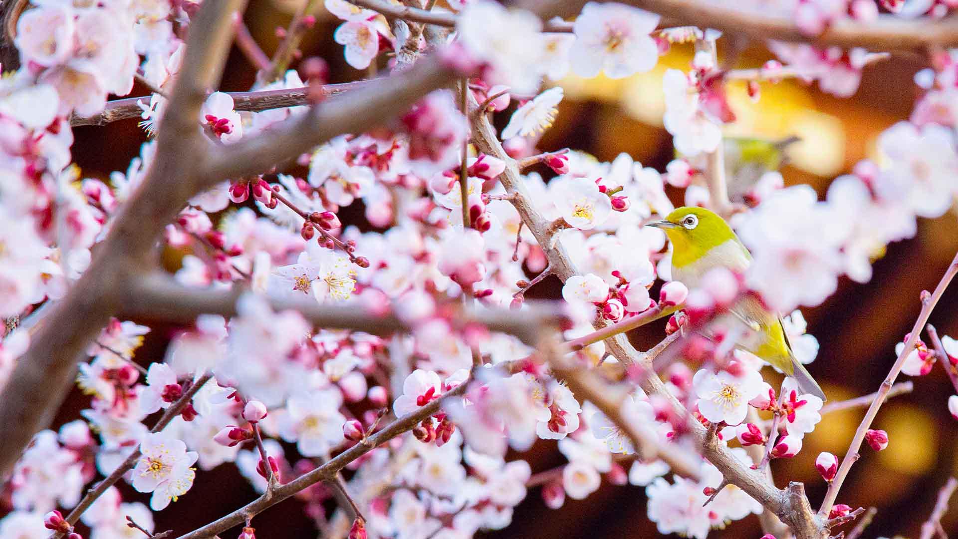 Flowers of plum and cherry are Japanese symbols of mono no aware, that's why Sei Shonagon liked them so much. Essay about Sei Shonagon, a Japanese female poet from Heian period, author of the Makura no Soshi - how to learn mono no aware and wabi sabi from her. Japanese literature and history.