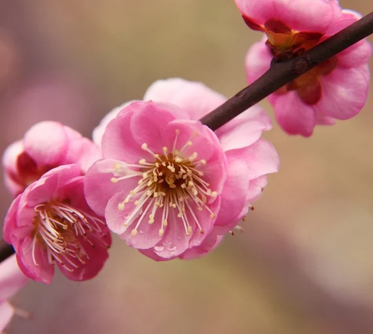 Ume czyli kwiat kwitnącej śliwy w Japonii Japoński słownik kwiatów - jakie jest znaczenie i symbolika kwiatow takich, jak sakura, ume, hortensja, lilia, lotos itp. - Historia i kultura Japonii.