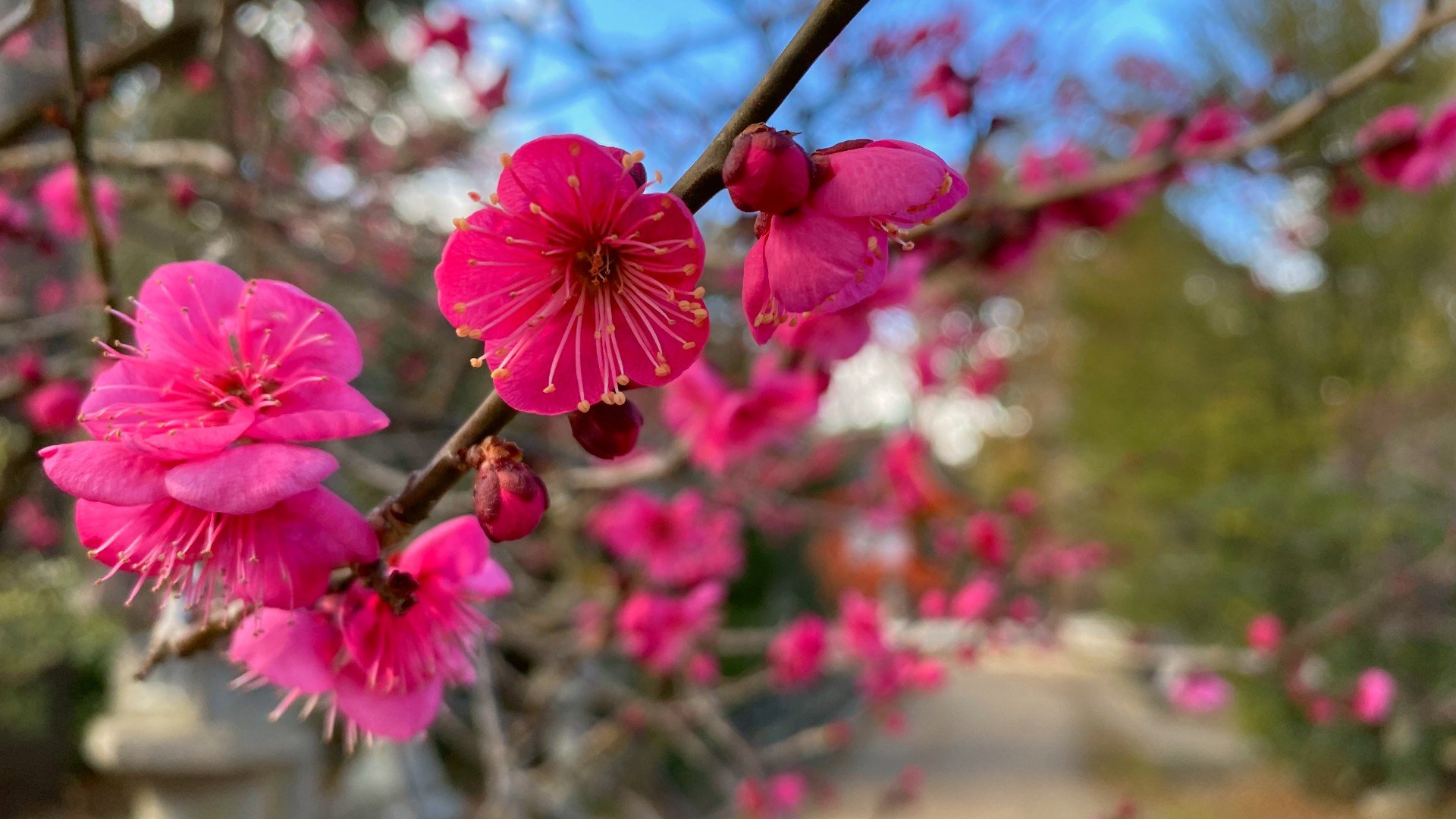 Plum flowers inspired Sei Shonagon, japanese female writer from Heian. Essay about Sei Shonagon, a Japanese female poet from Heian period, author of the Makura no Soshi - how to learn mono no aware and wabi sabi from her. Japanese literature and history.