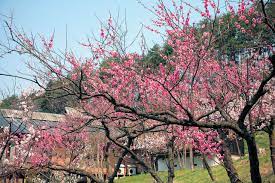 Sakura flowers as symbol of Japanese mono no aware. Essay about Sei Shonagon, a Japanese female poet from Heian period, author of the Makura no Soshi - how to learn mono no aware and wabi sabi from her. Japanese literature and history.