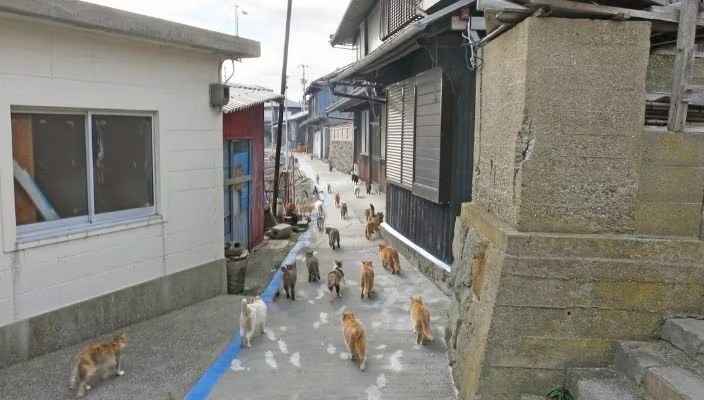 Zestawienie kot autentyk i domek kot z Manga Island na japońskiej wyspie kotów Tashirojima, Japonia. Artykuł o japońskiej wyspie kotów Tashiro (Tashirojima). Wyspa, gdzie populacja kotów znacznie przewyższa populację ludzi. Japonia.